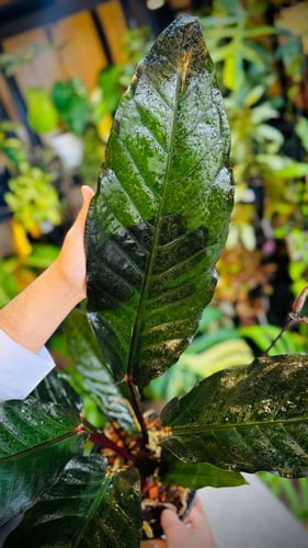 ANTHURIUM HOOKERI BLACK DRAGON