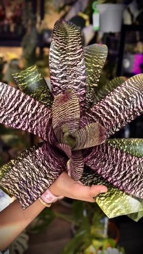 VRIESEA -ZEBRA – PINK BROMELIAD