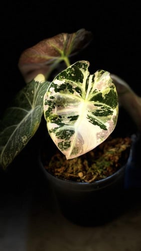 ALOCASIA BLACK VELVET PINK