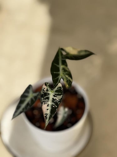 alocasia bambino variegated