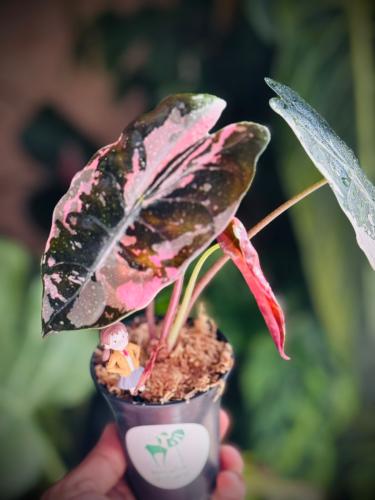 Alocasia Chantrieri variegated