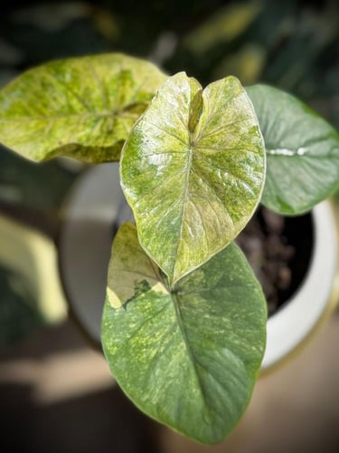 ALOCASIA SERENDIPITY GOLD