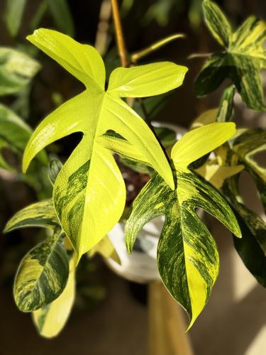 philodendron florida beauty variegated