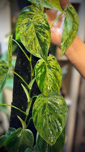 PHILODENDRON HEDERACEUM MINT