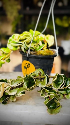 HOYA COMPACTA ALBO-MARGINATA