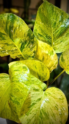 Pothos (Epipremnum aureum) Marble craigmillar .Que...