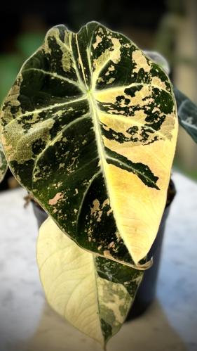 ALOCASIA BLACK VELVET PINK