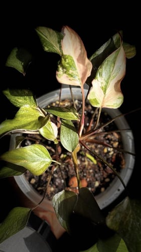 HOMALOMENA PINK DIAMOND