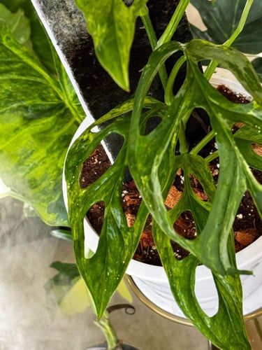 MONSTERA ADANSONII INIDONE