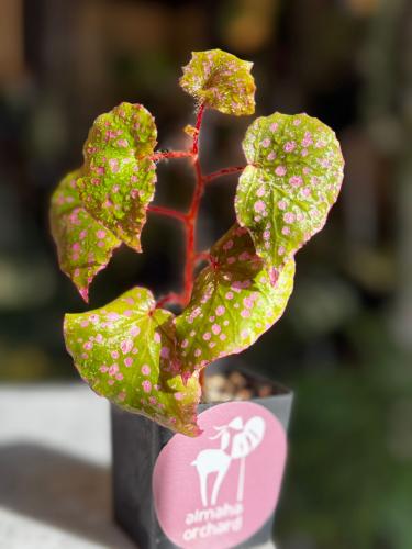 BEGONIA REX MIX VARIETIES