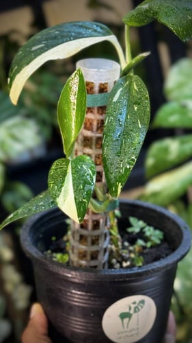 Monstera standleyana Variegated مونستيرا ستاندليان...