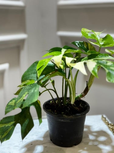 monstera ginny variegated