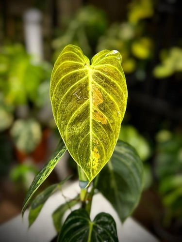PHILODENDRON MELANO Variegated