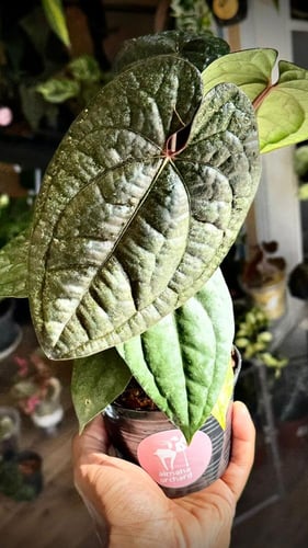 ANTHURIUM HYBRID MIX