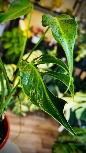 MONSTERA BURLE MARX FAME