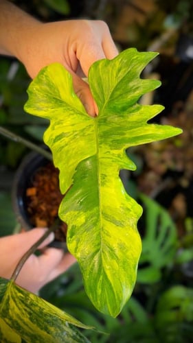 PHILODENDRON FLORIDA x MAYOI