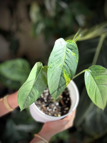 Epipremnum Pinnatum Yellow Variegated - ابيبريمنيو...