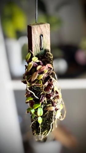 DENDROBIUM HYMENANT
