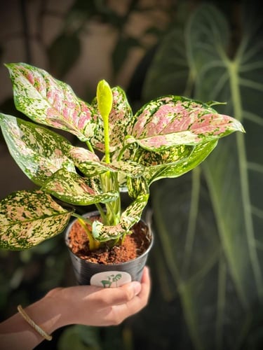 AGLAONEMA MIX VARIEGATED