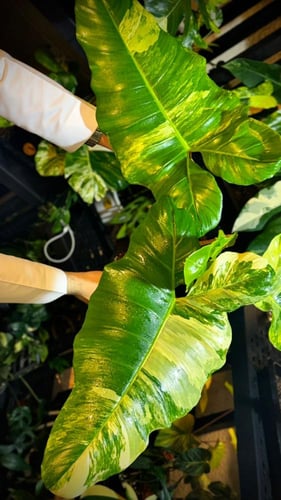 PHILODENDRON FLORIDA X PARAISO