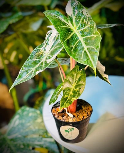 ALOCASIA PINK DRAGON