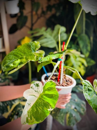 PHILODENDRON PARAISO ALBO