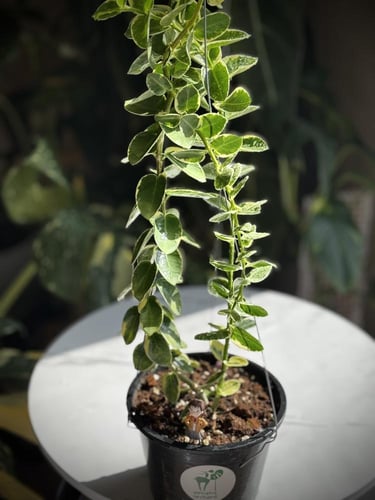 HOYA CUMMINGIANA ALBO