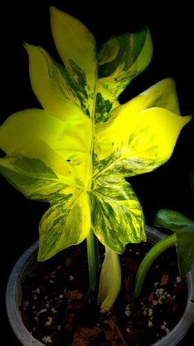 PHILODENDRON DISTANTILOBUM Variegated