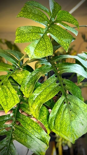 AMYDIUM MEDIUM SPIDER