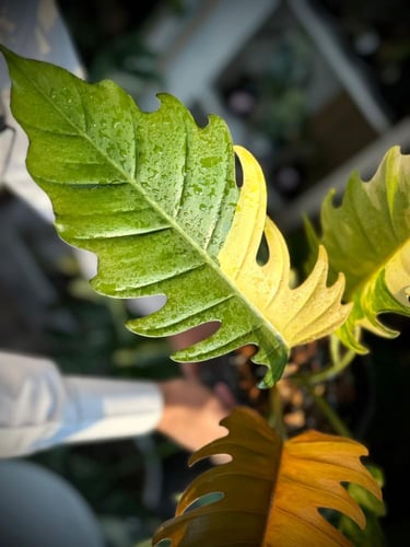 PHILODENDRON CARAMEL MARBLE Variegated