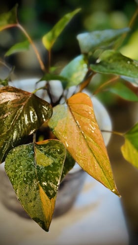 HOMALOMENA PINK DIAMOND