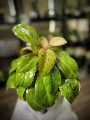 PHILODENDRON RED CONGO MARBLE DWARF