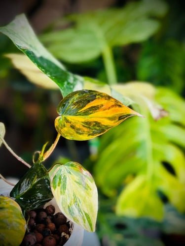 PHILODENDRON MICANS PINK Variegated