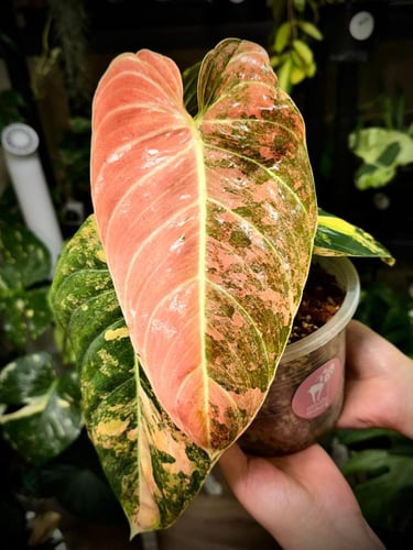 PHILODENDRON MELANO Variegated.