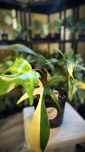 PHILODEN FLORIDA BEAUTY VARIEGATED