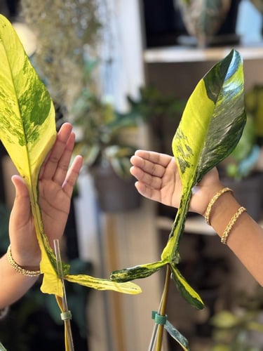 PHILODENDRON JOEPII Variegated