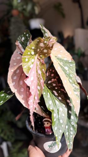 begonia maculata variegated