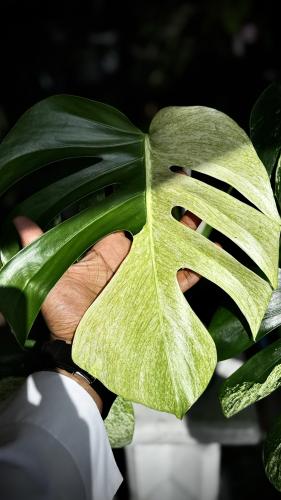 MONSTERA DELICIOSA MINT