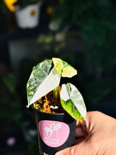 ALOCASIA MAHARANI ALBO