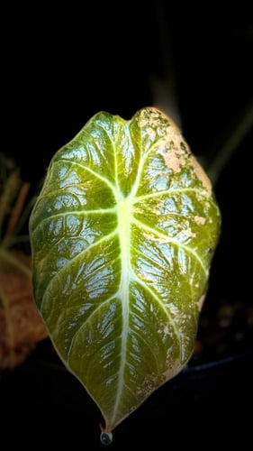 ALOCASIA BLACK VELVET GOLD