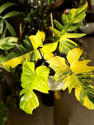 Philodendron Florida X Mayoi