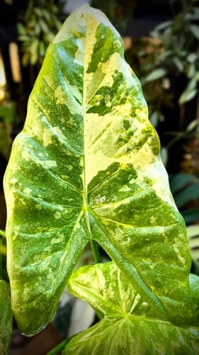 ALOCASIA ACUMINATA VARIEGATED