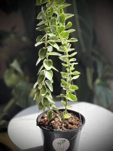HOYA CUMMINGIANA ALBO