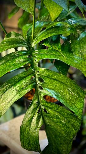 AMYDIUM MEDIUM SPIDER