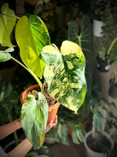 SYNGONIUM CHIAPENSE Variegated