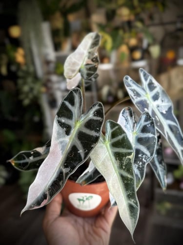 ALOCASIA BAMBINO PINK