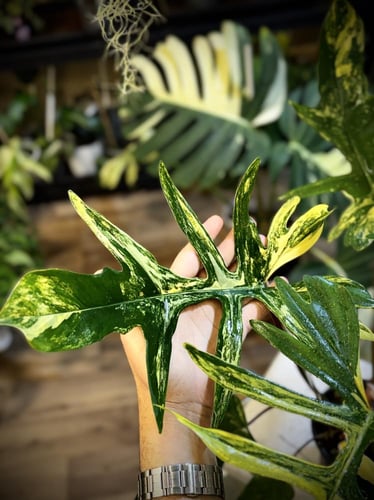 PHILODENDRON (FLORIDA x MAYOI) x MAYOI