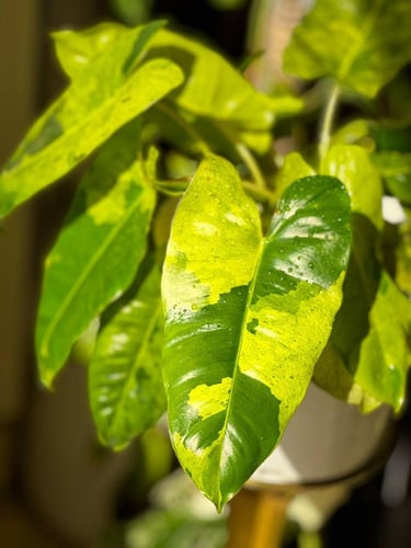 philodendron burle marx mint