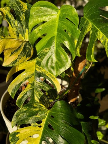 MONSTERA DELICIOSA AUREA