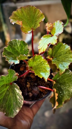 BEGONIA REX MIX VARIETIES